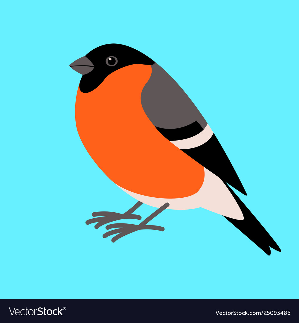 Bullfinch bird flat style profile