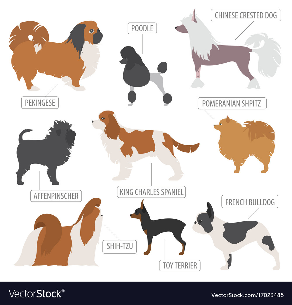 Miniature toy dog breeds collection isolated Vector Image