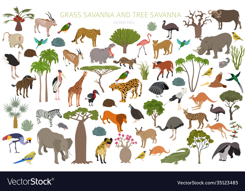 Tree savanna and grass savanna biome natural Vector Image