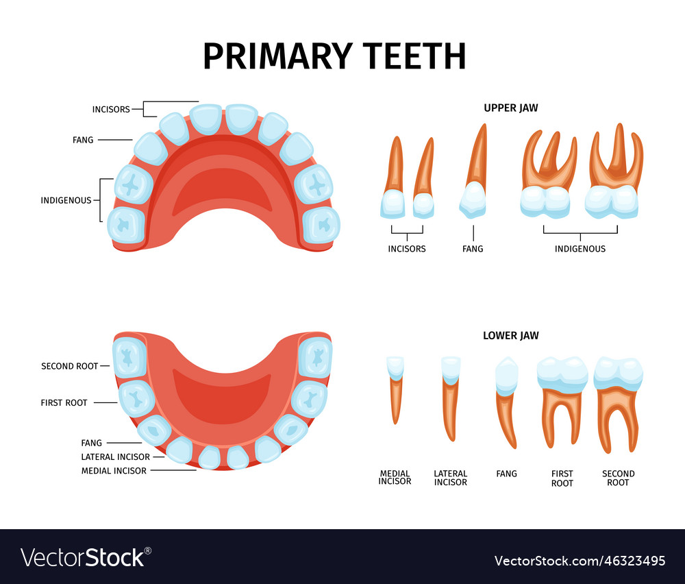 Baby primary teeth set Royalty Free Vector Image