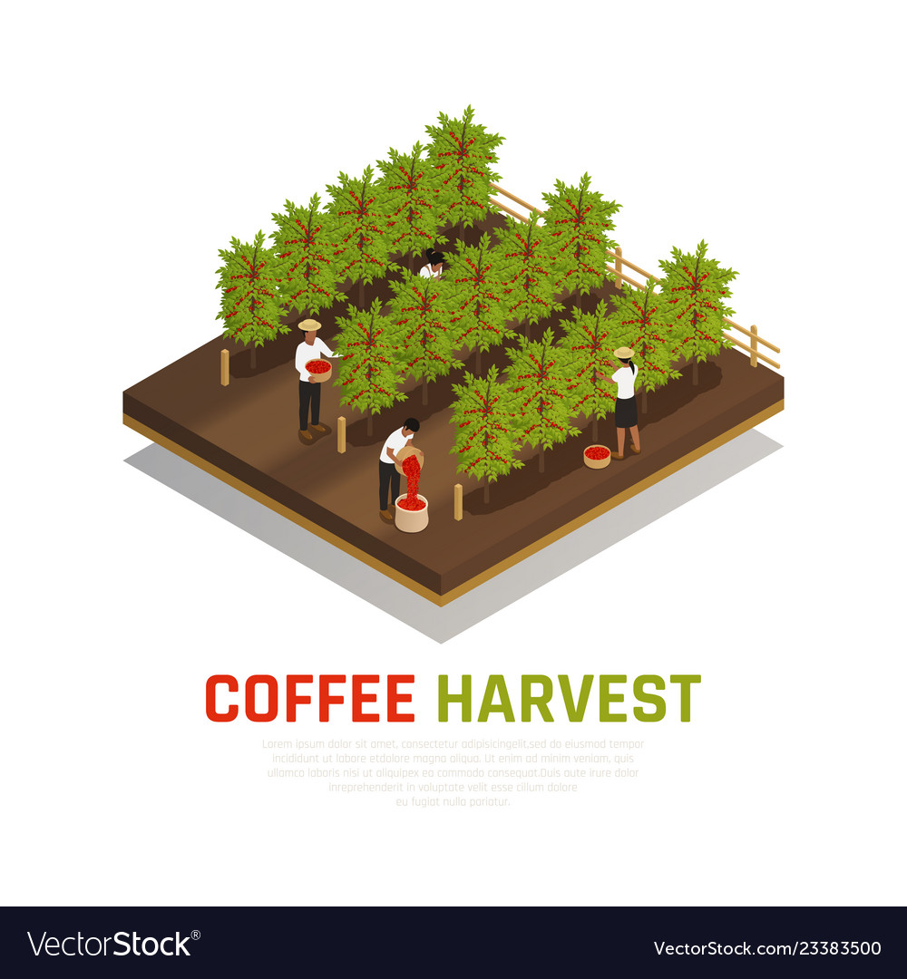 Coffee harvest isometric background Royalty Free Vector