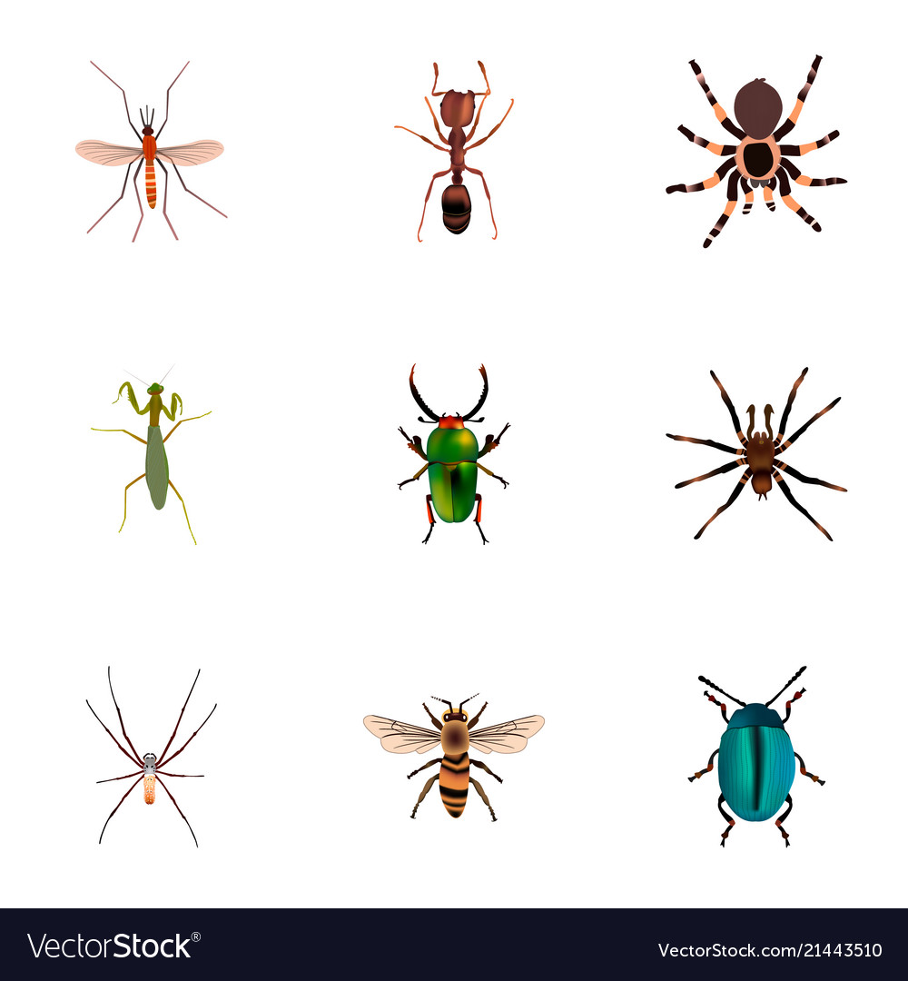 Set of bug realistic symbols with housefly beetle