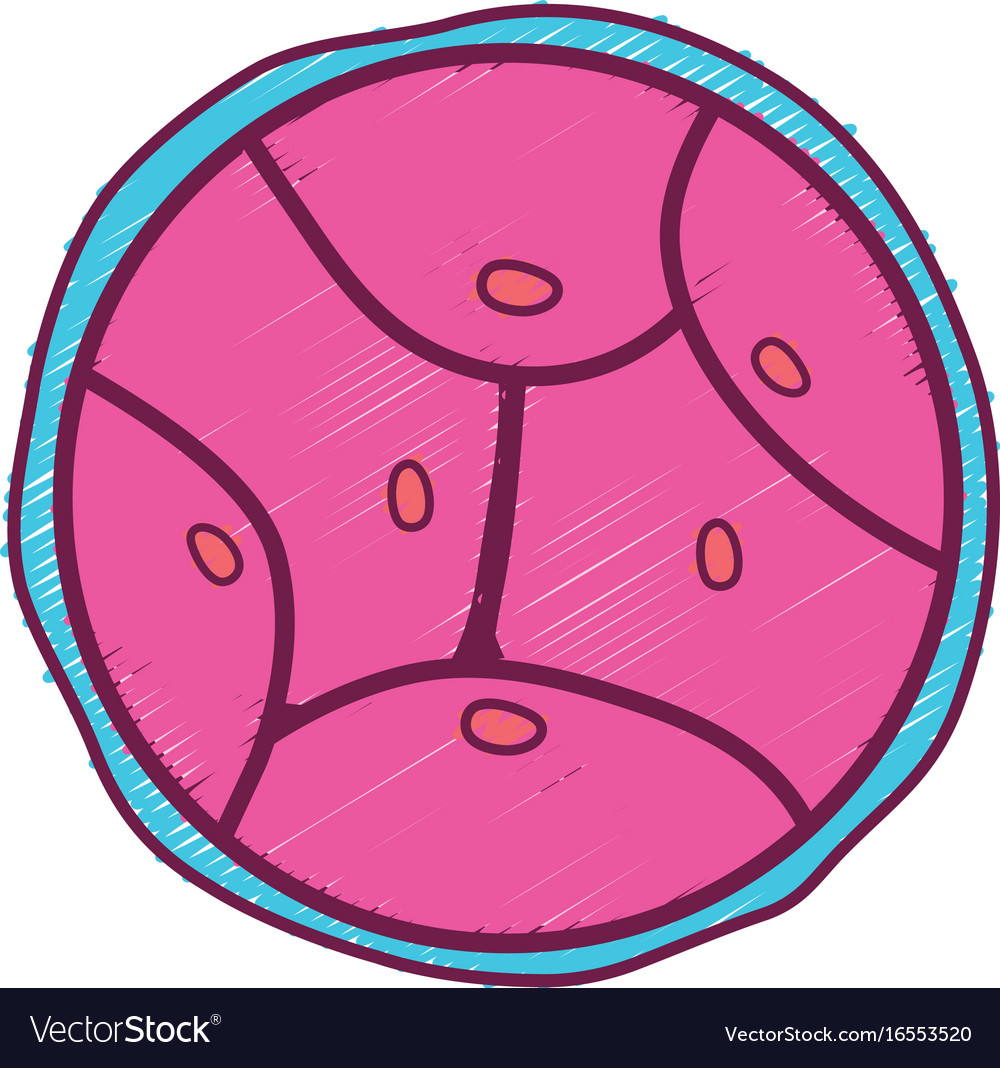 Biology genetic embryo cells division Royalty Free Vector