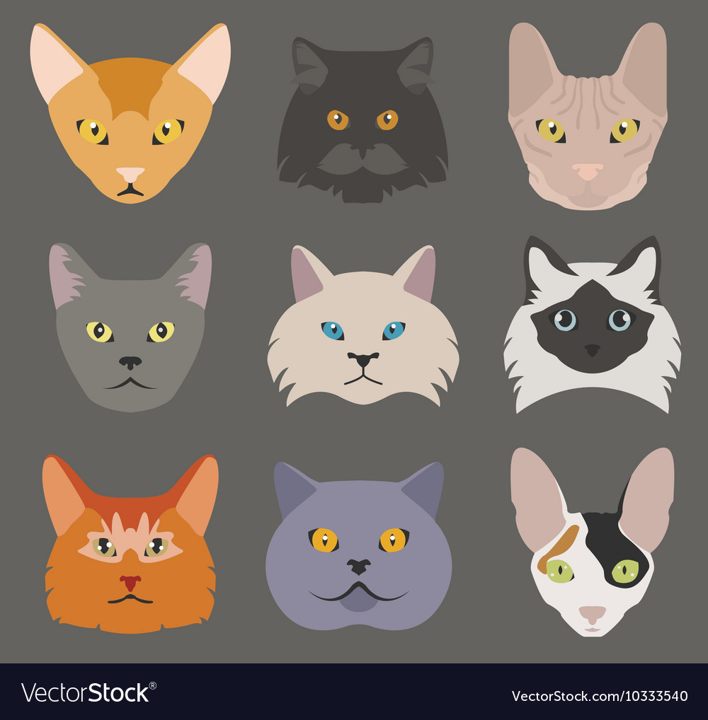 Cat breeds icon set flat style