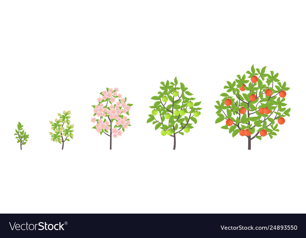 apple-tree-growth-stages-royalty-free-vector-image