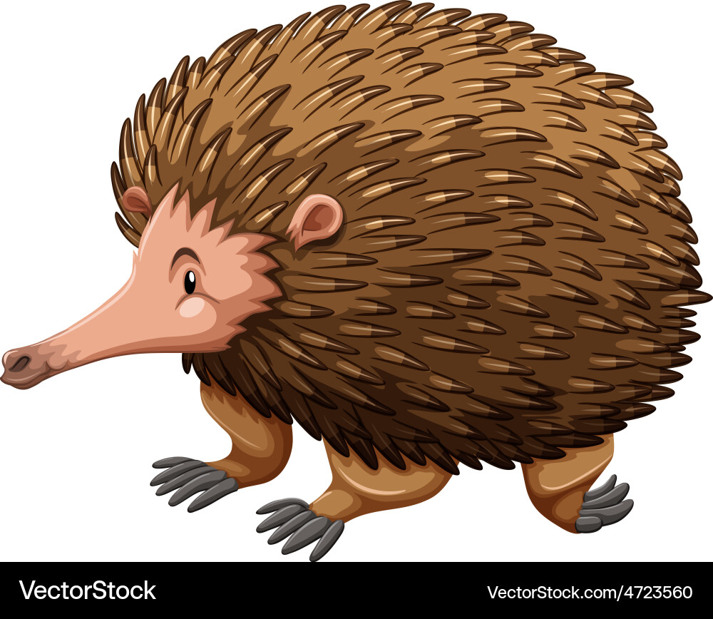 Echidna Royalty Free Vector Image - VectorStock