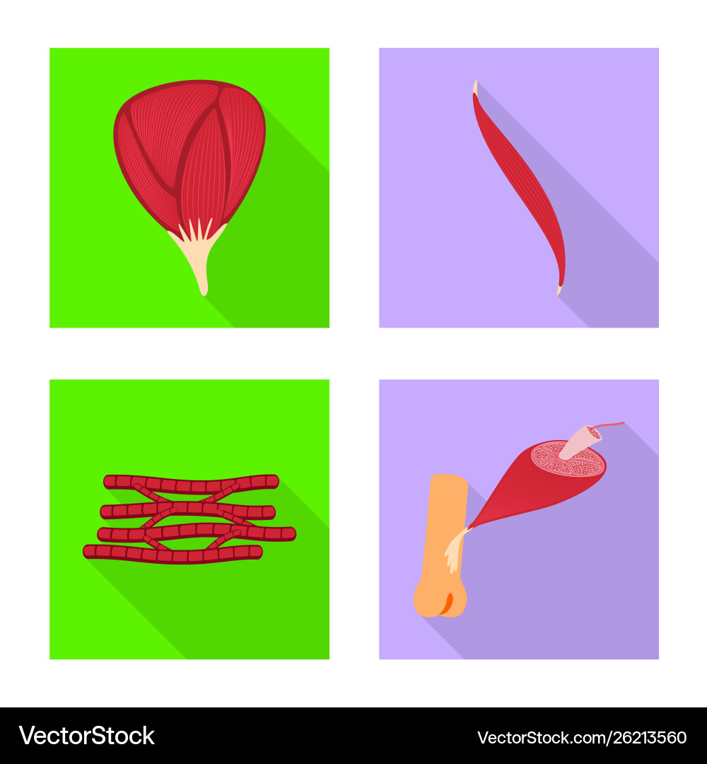 Isolated object muscle and cells icon set Vector Image