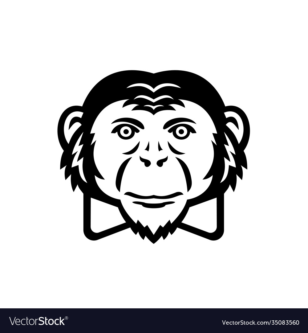 Chimpanzee Primate