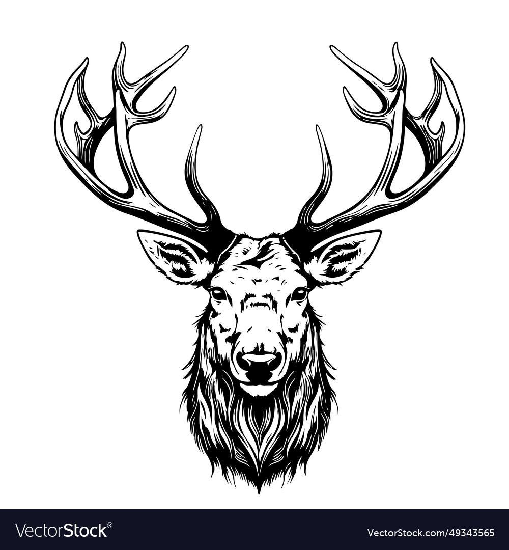 Deer sketch hand drawn forest animals symbol Vector Image