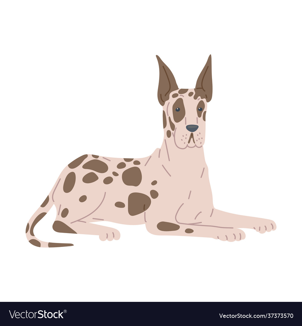 Dog breed great dane in lying pose a flat cartoon Vector Image Dog breed great dane in lying pose a flat cartoon Vector Image