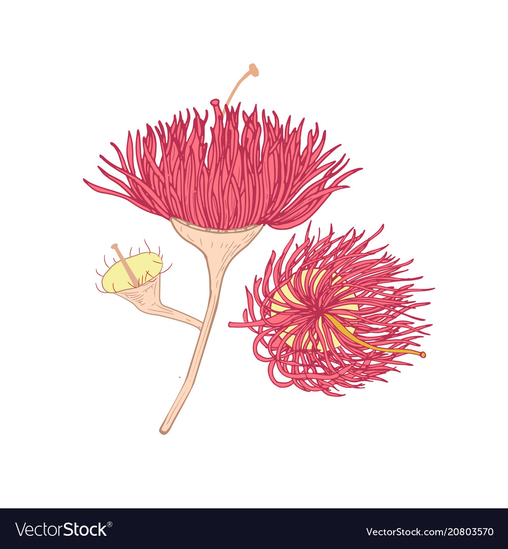 Eucalyptus pink blooming flower hand drawn on Vector Image