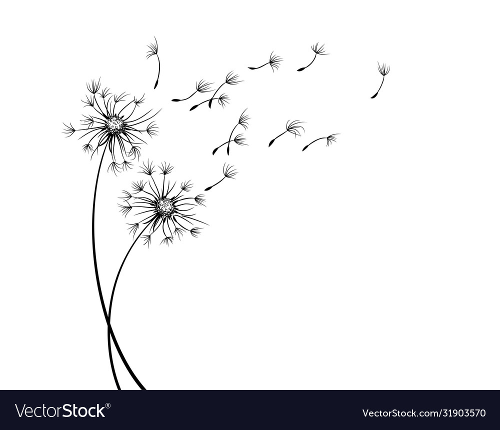 Field dandelion sketch with flying seeds Vector Image