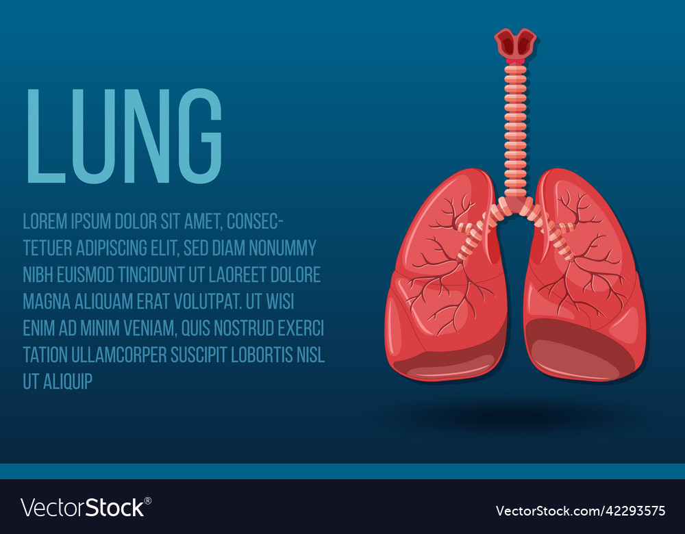 Human internal organ with lungs Royalty Free Vector Image