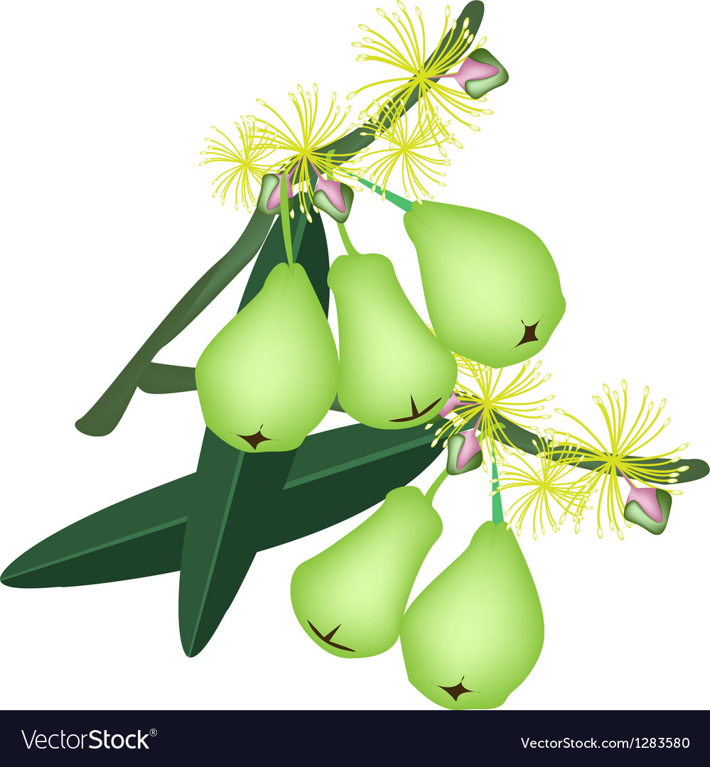 Green water apples and blossom on white background