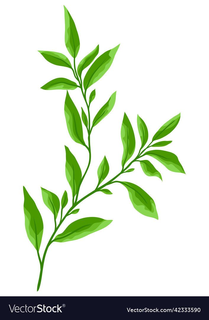 Branch and green leaves spring Royalty Free Vector Image