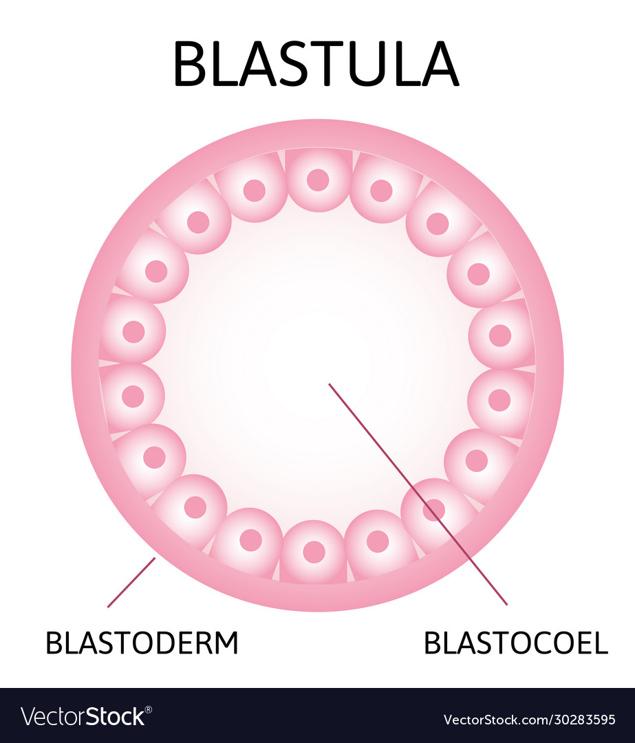 Morula embryo cell consisting 16 cells in a Vector Image