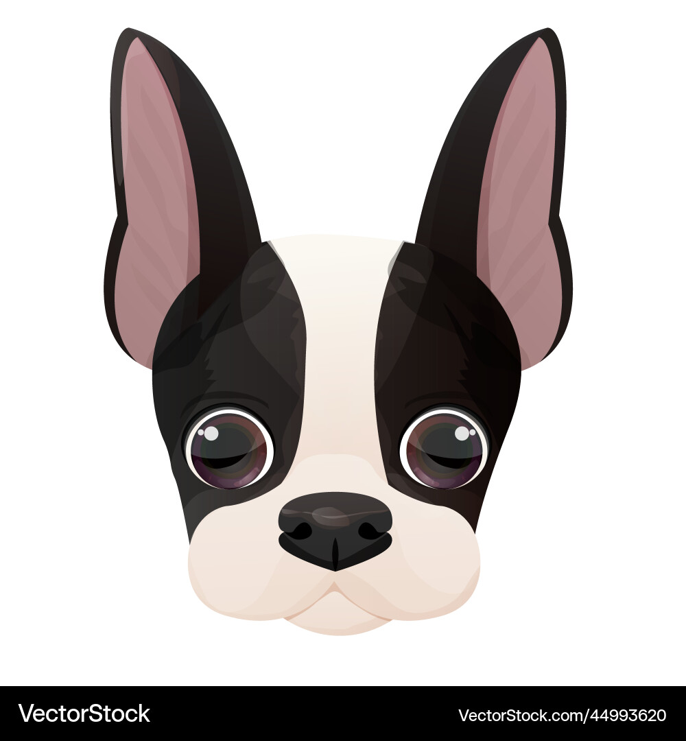 Boston terrier face puppy head portrait Royalty Free Vector