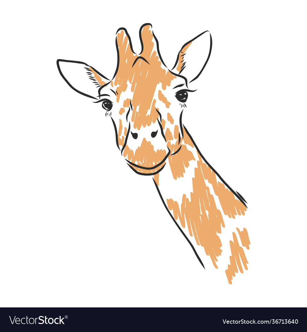 Giraffe in black ink hand drawn sketch isolated Vector Image