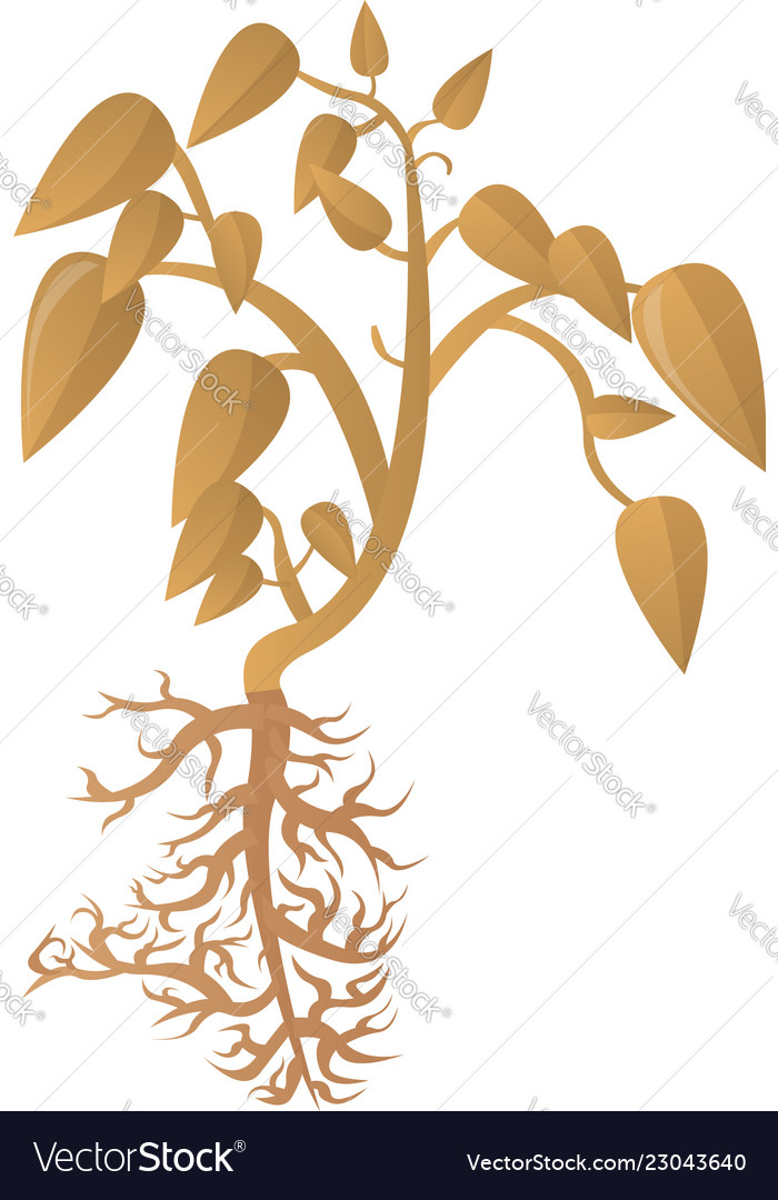 Soybean dry plant icon cartoon style