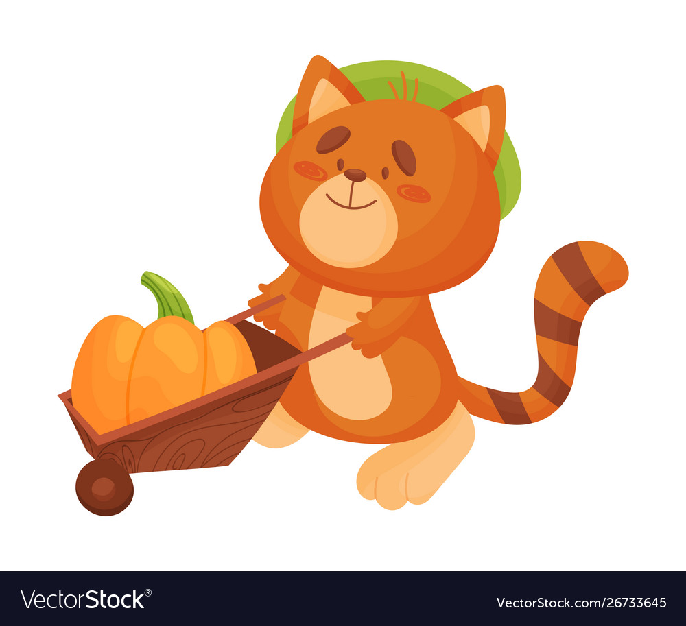 Cartoon cat rolls a wheelbarrow with a pumpkin Vector Image