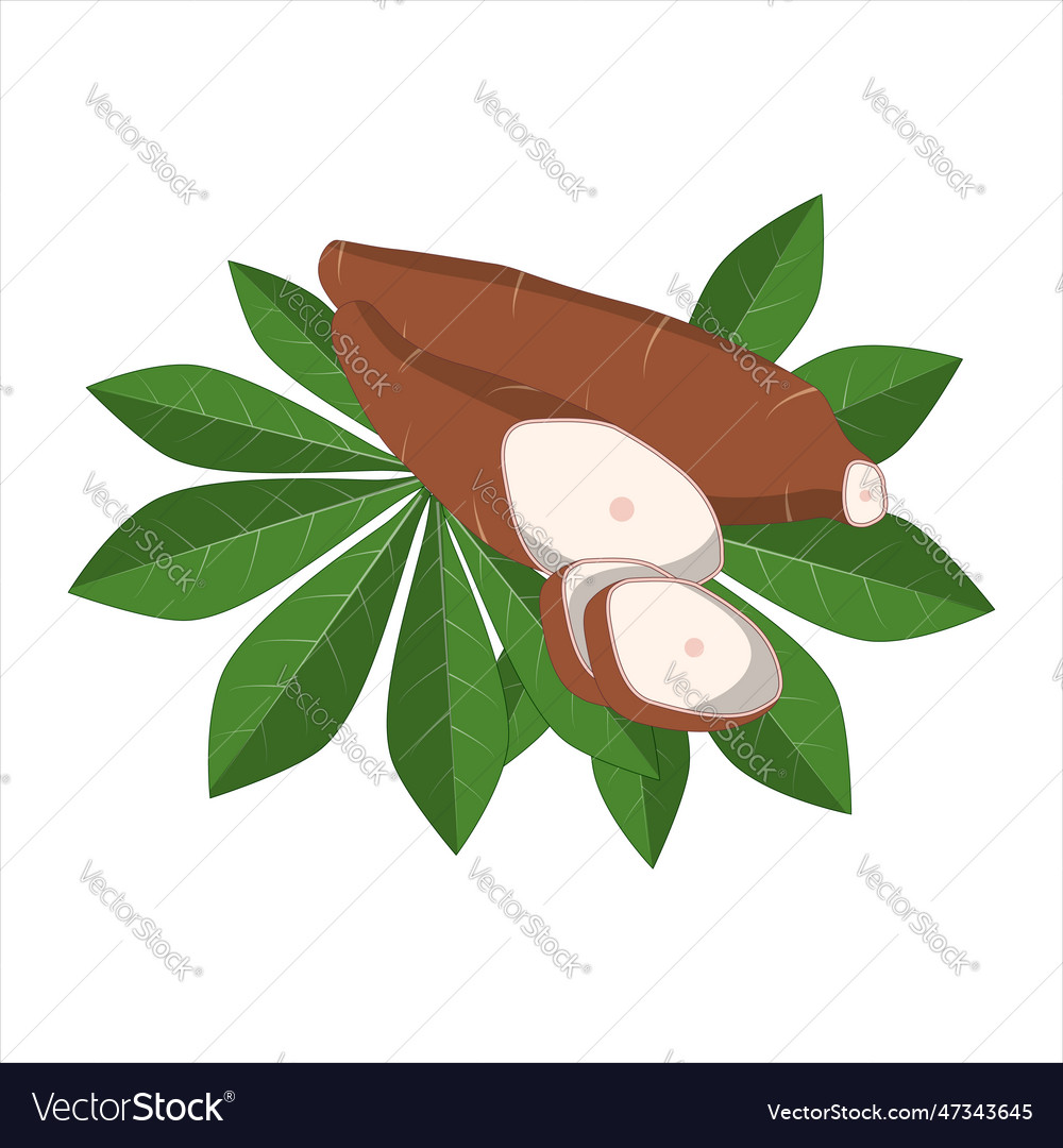 Cassava And Leaves Royalty Free Vector Image Vectorstock 4359