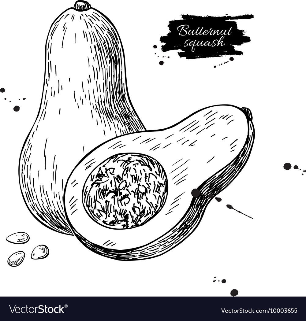 Butternut squash drawing isolated Royalty Free Vector Image