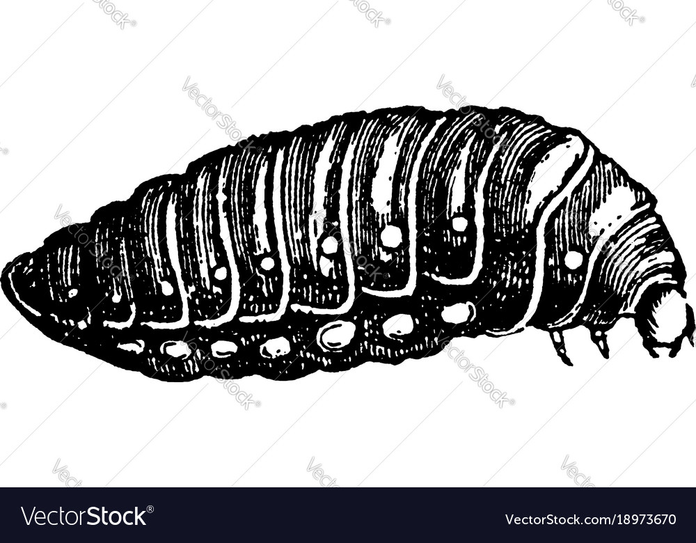 Third larva of sitaris humeralis vintage Vector Image