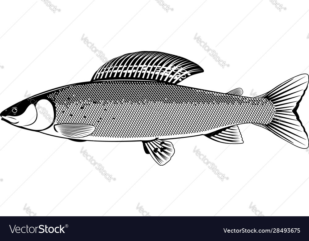 Grayling fish black and white vector image Grayling fish black and white