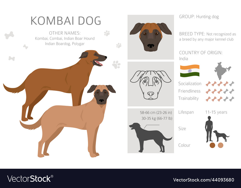 Kombai shops breed dog