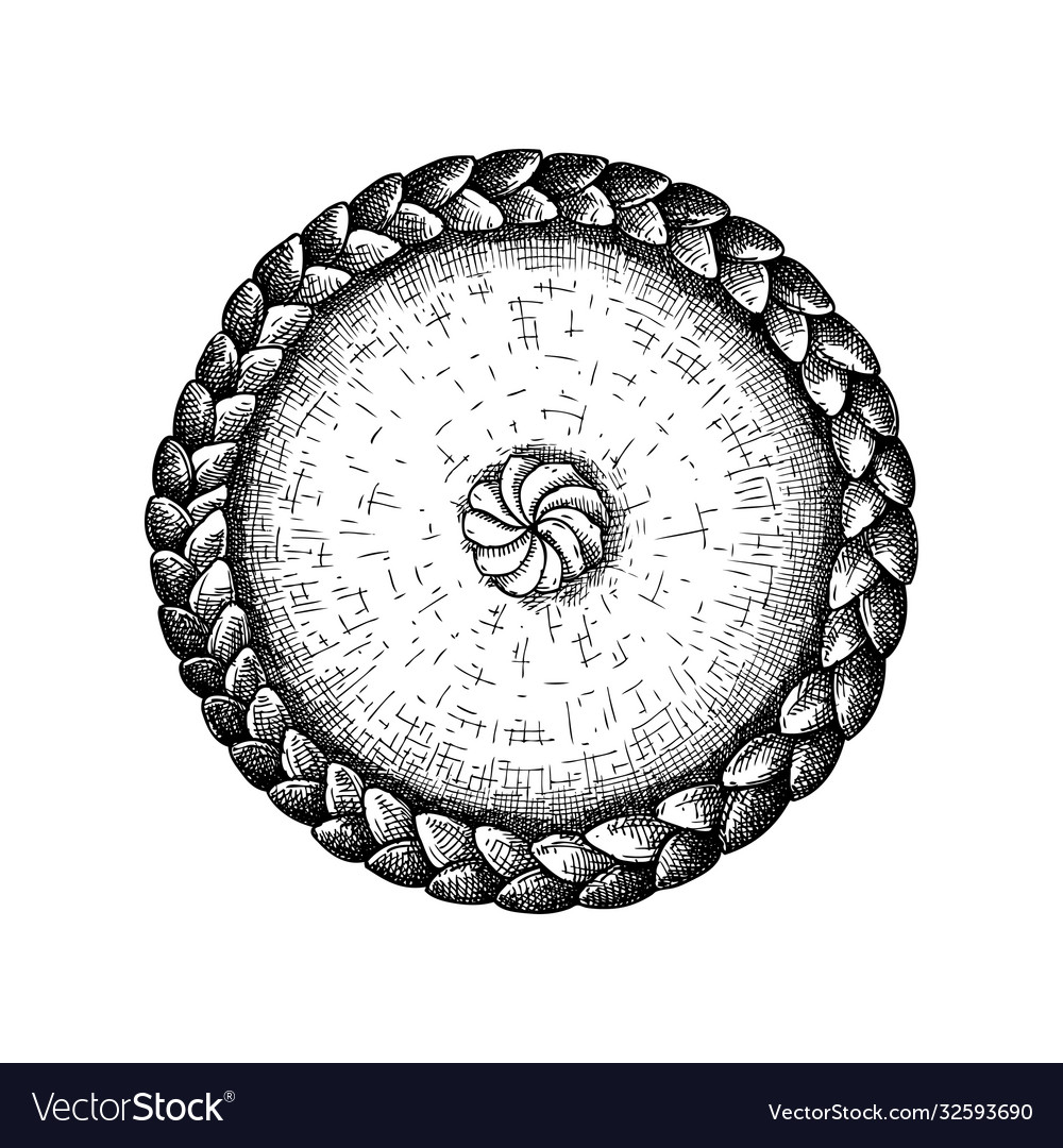 Hand sketched pumpkin pie for thanksgiving day vector image Hand sketched pumpkin pie for thanksgiving day