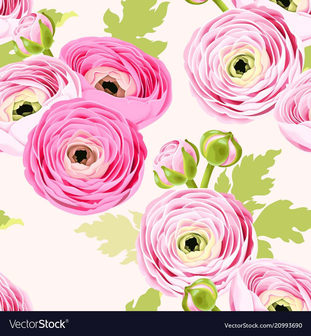 Seamless pattern with ranunculus Royalty Free Vector Image