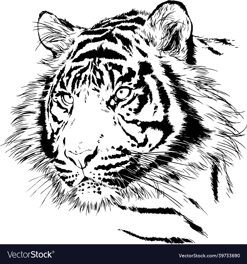 Tiger drawn with ink from the hands Royalty Free Vector