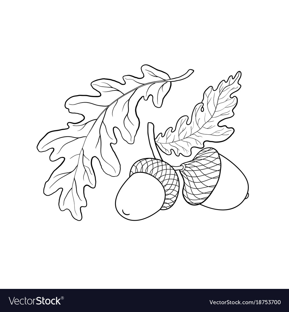 Hand Drawn Sketch Oak Leaf Branch And Acorn Vector Image