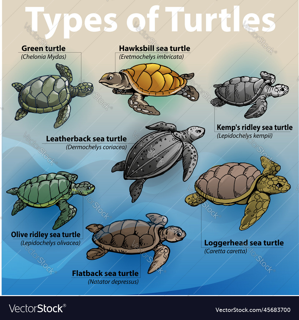 Sea turtle Royalty Free Vector Image - VectorStock