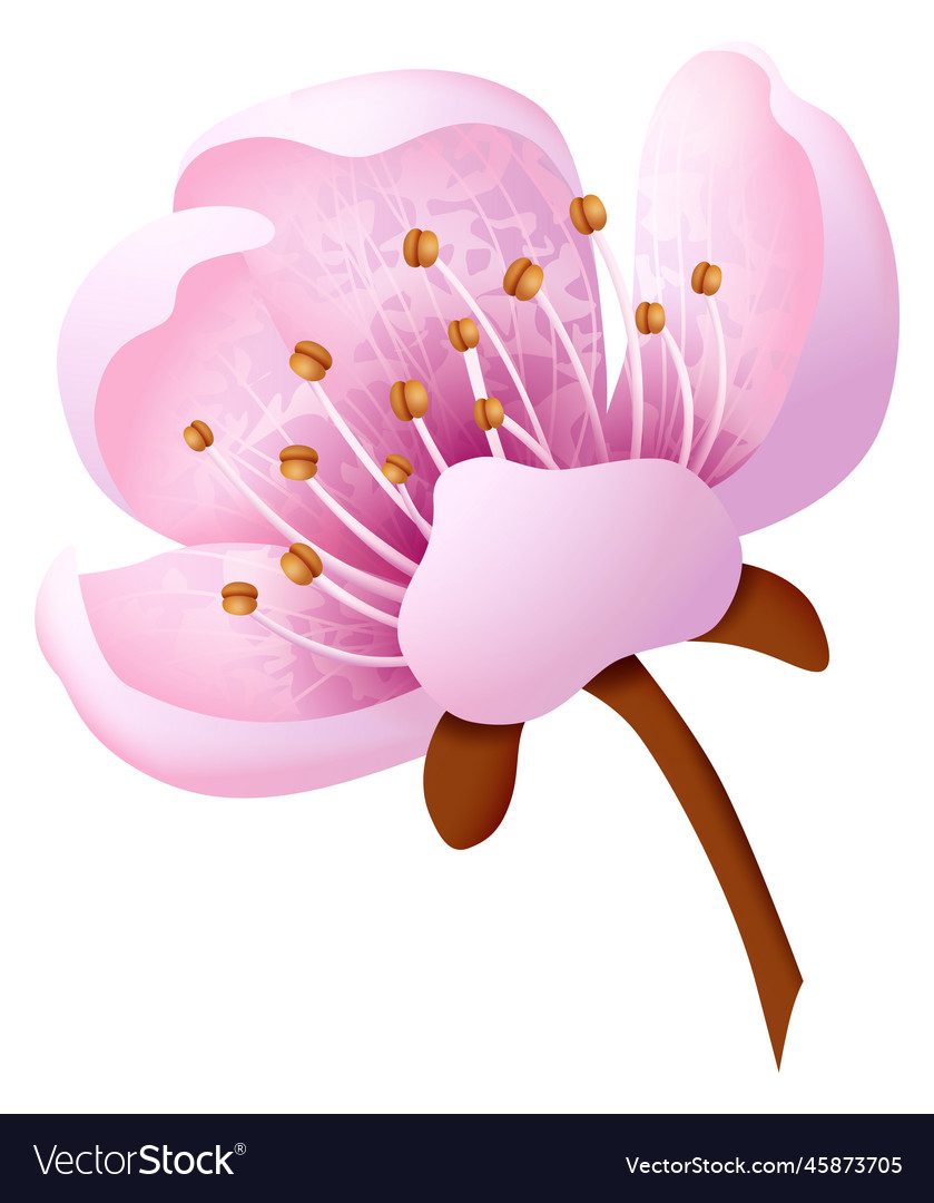 Japanese cherry blossom realistic pin petal Vector Image