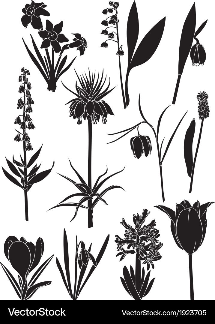 Spring flower set Royalty Free Vector Image - VectorStock