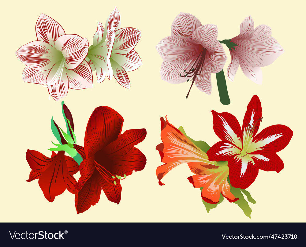 Set of amaryllis flowers and leaves color