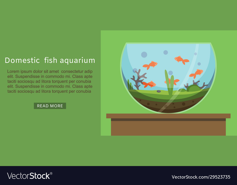 Domestic Fish Aquarium With Golden Fishes Vector Image