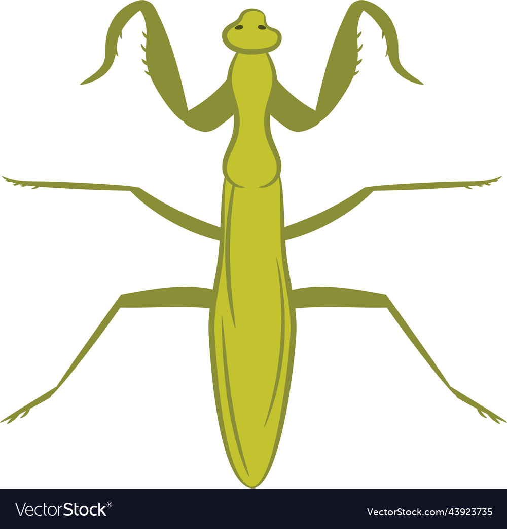 Mantis