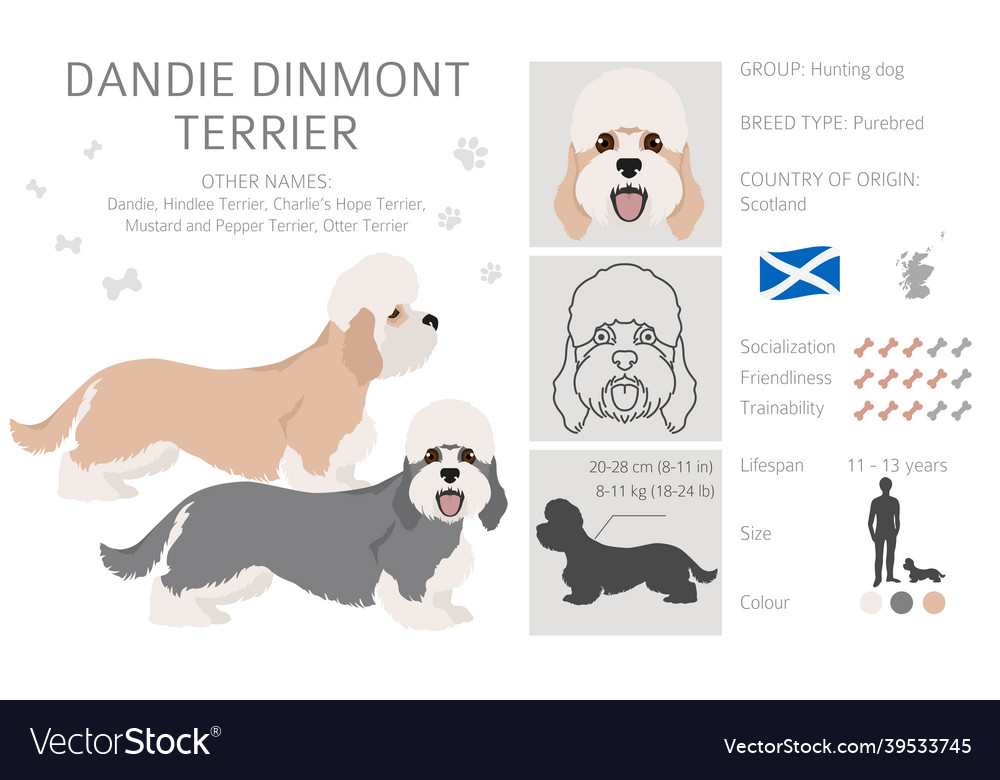 Dandie dinmont terrier clipart different poses Vector Image