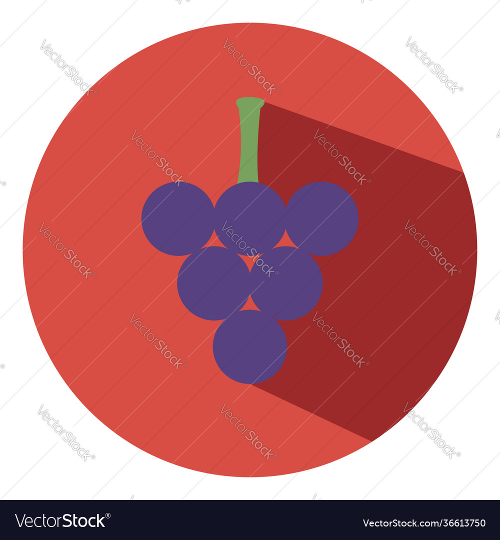 Purple grapes for wine on white background Vector Image