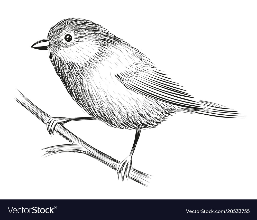 Small Bird Pencil Drawing  Joyces Art  Drawings  Illustration  Animals Birds  Fish Birds Other Birds  ArtPal