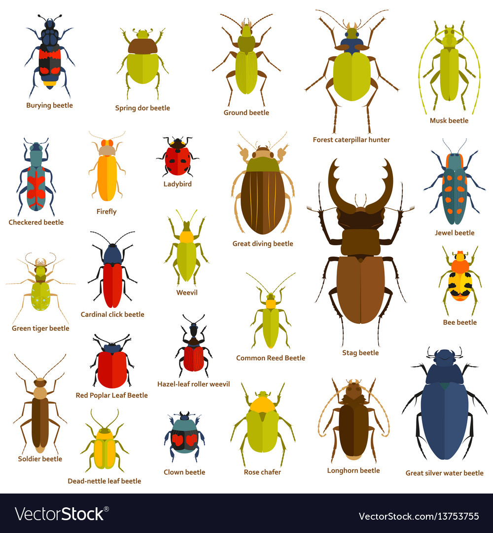 Flat insect set isolated on the white Royalty Free Vector