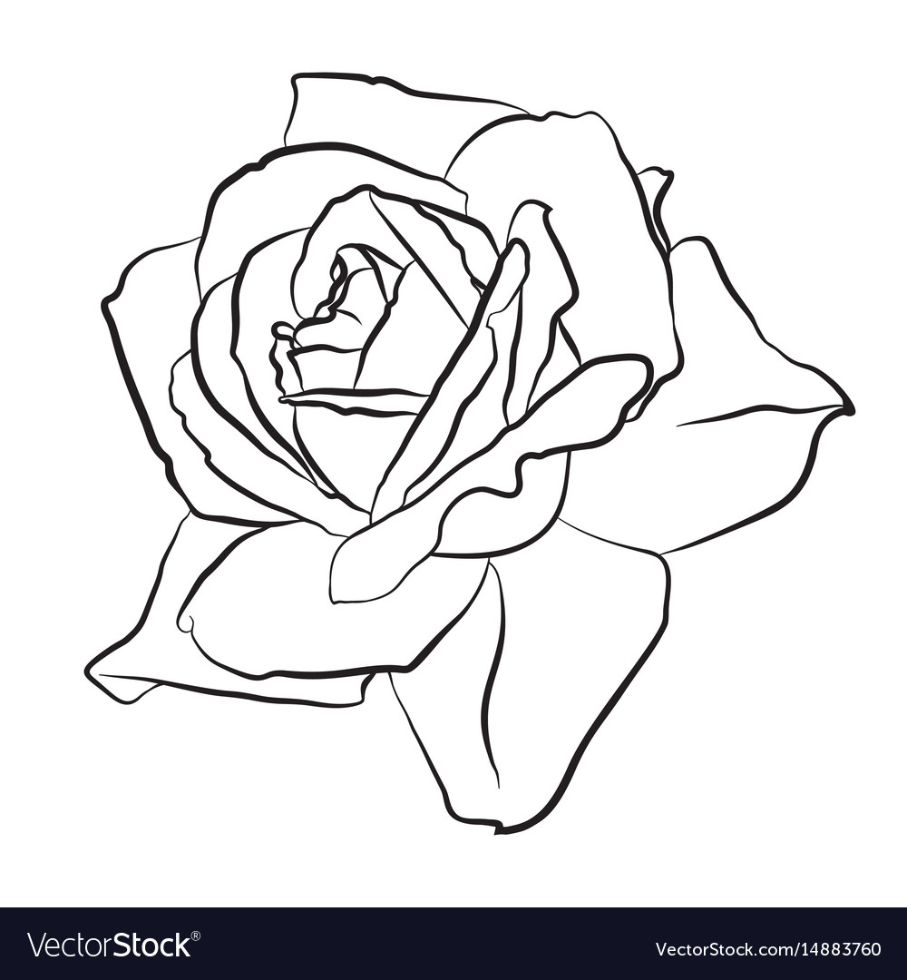 Beautiful hand drawn sketch rose isolated black Vector Image