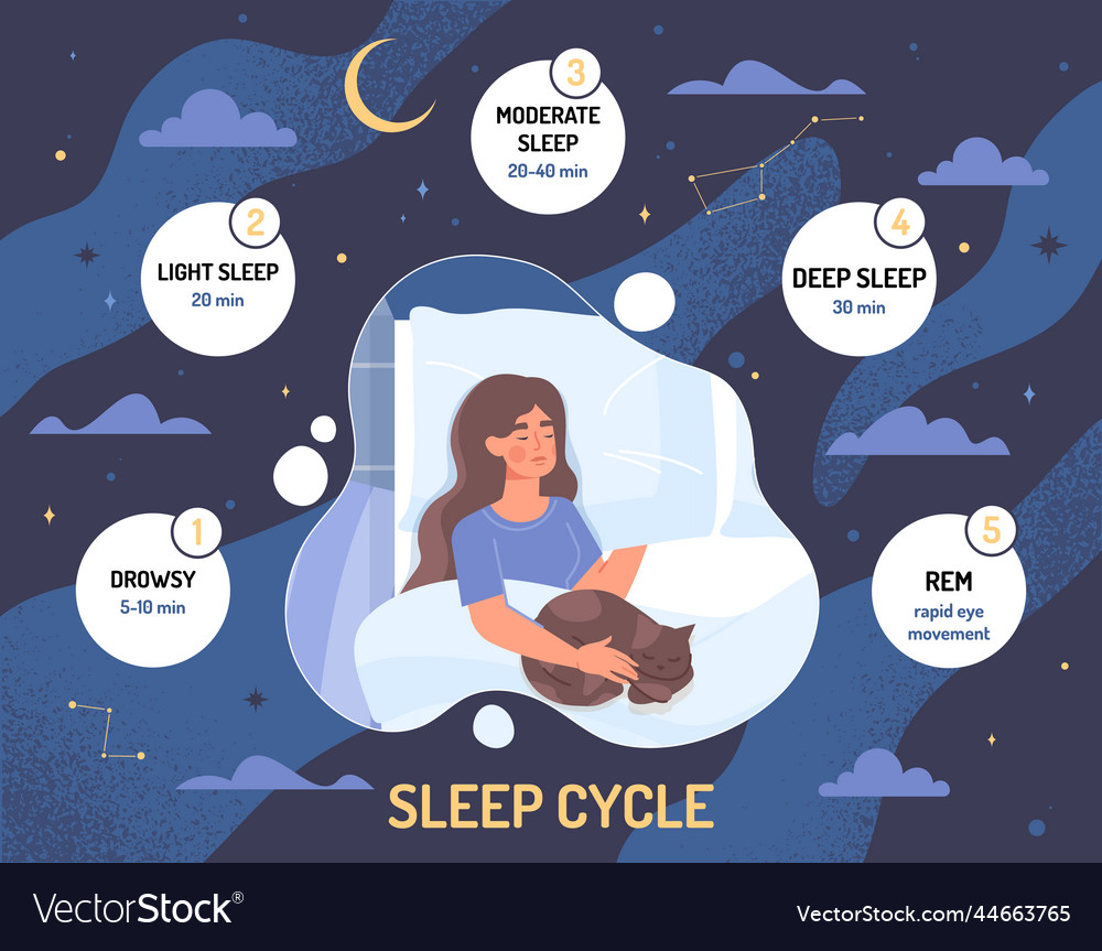 Sleep cycles concept Royalty Free Vector Image