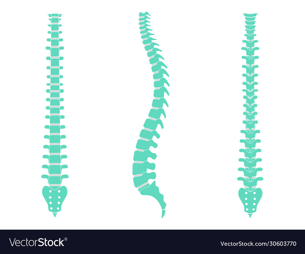 Human Spinat Anatomie