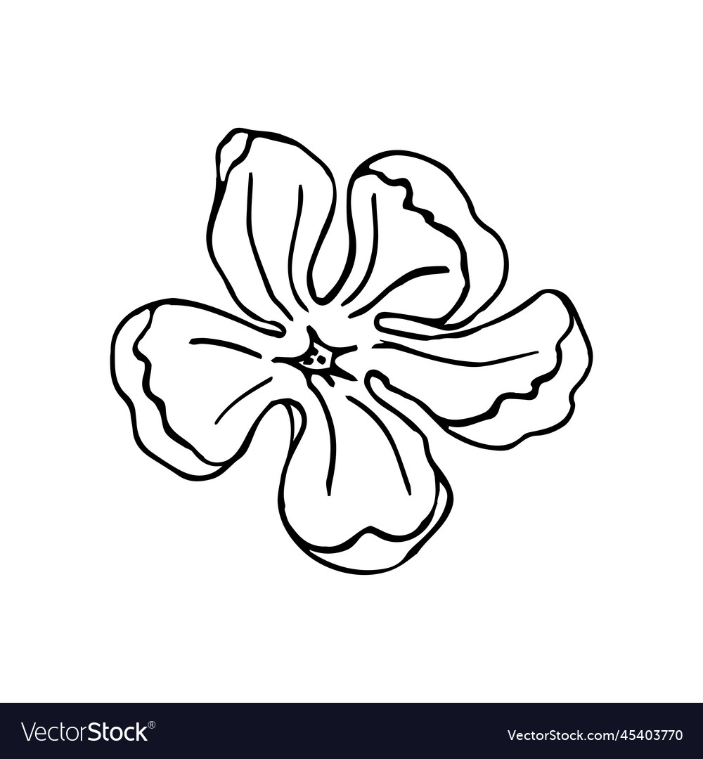 Magnolia flower head hand drawn elements