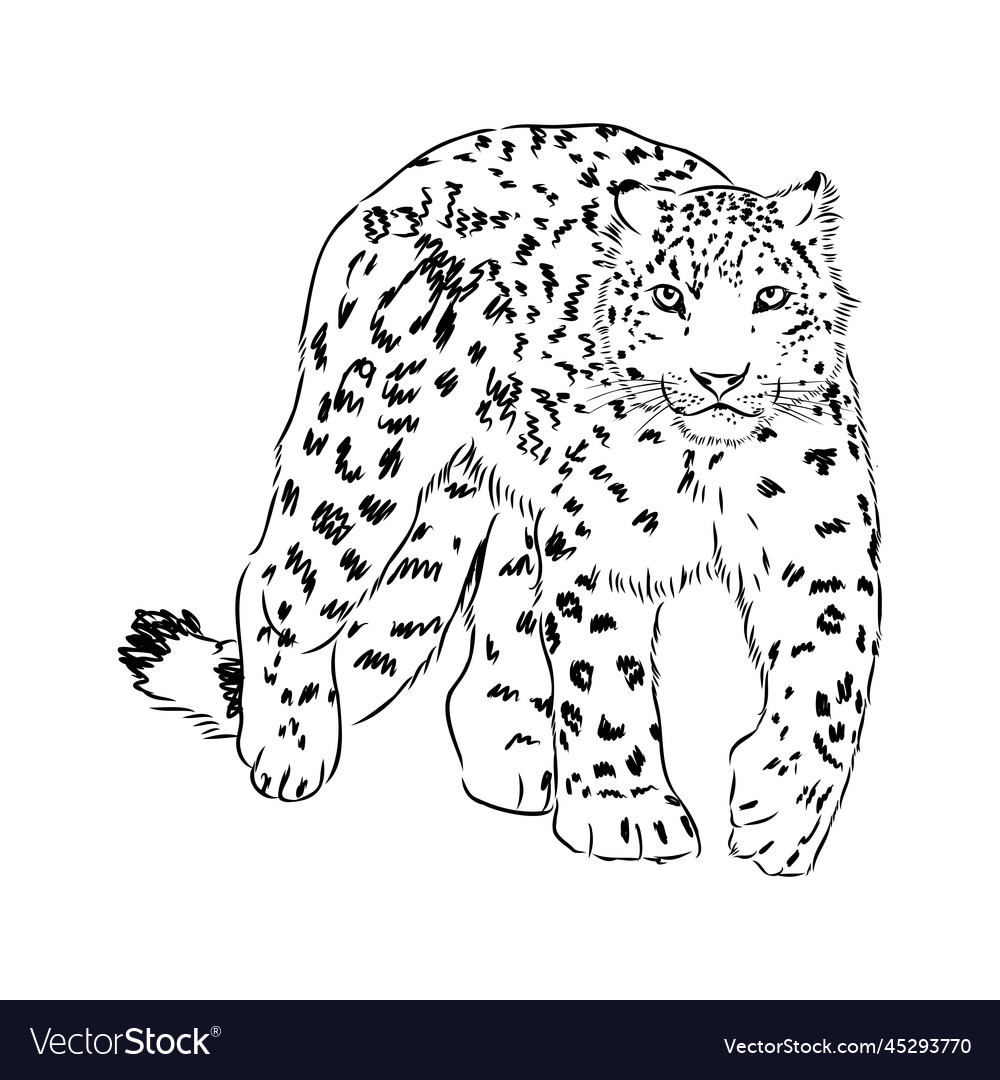 Snow leopard irbis wild cats graphic