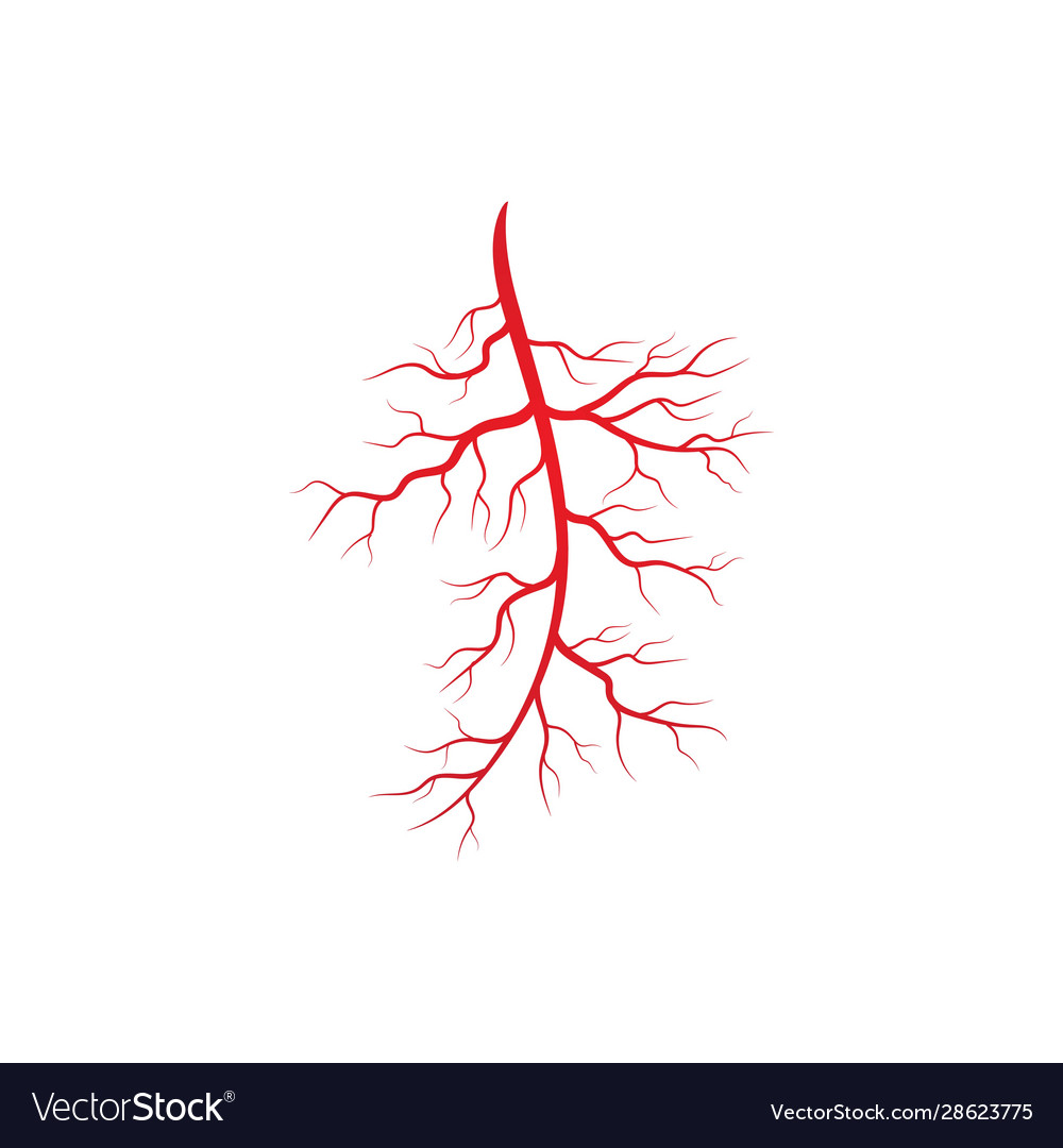 Human veins and arteries Royalty Free Vector Image