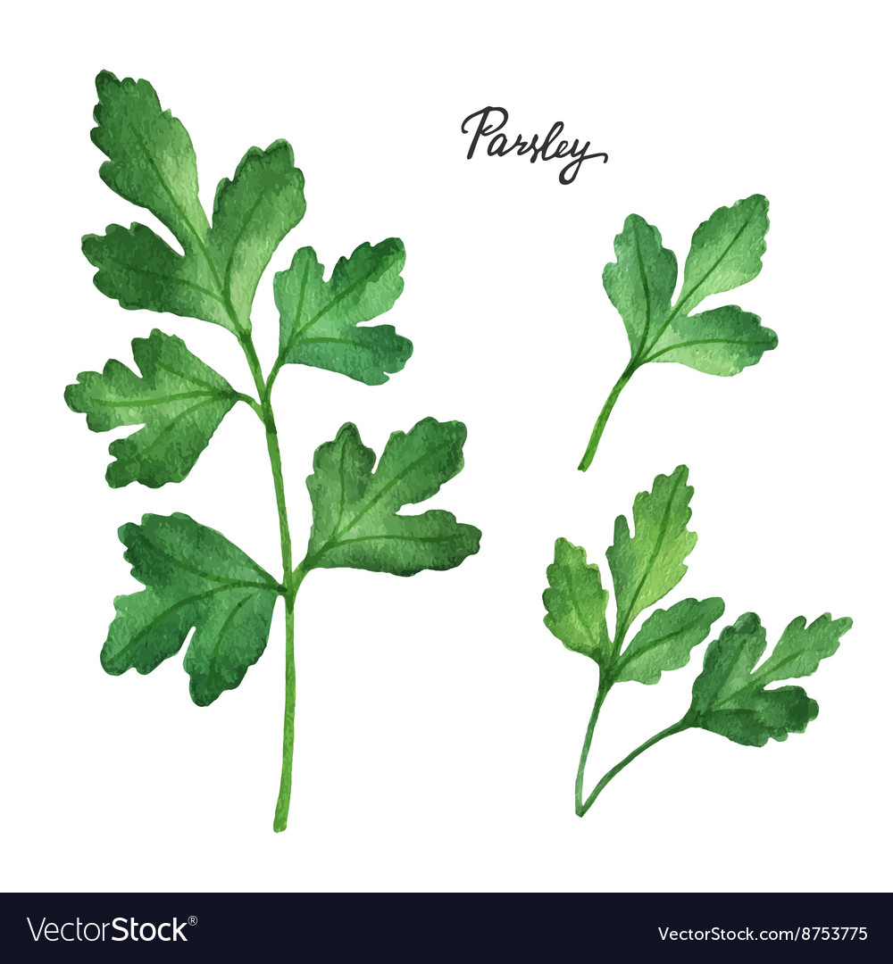 Watercolor branches and leaves of parsley Vector Image